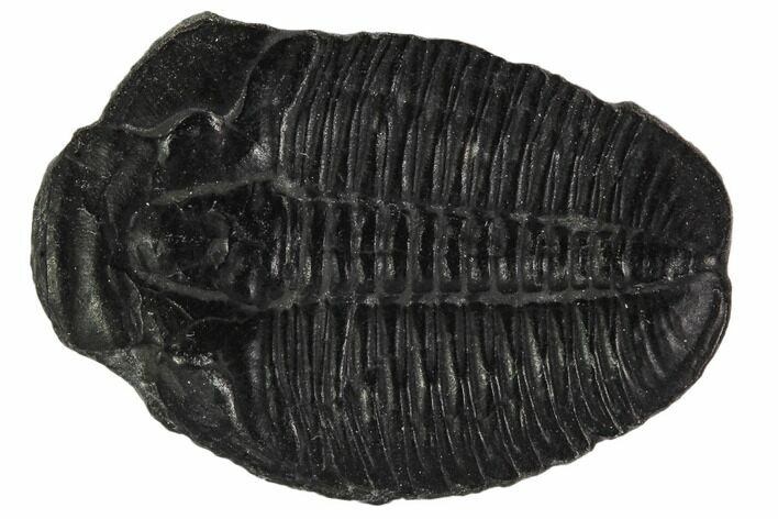 Elrathia Trilobite Fossil - Utah #108660